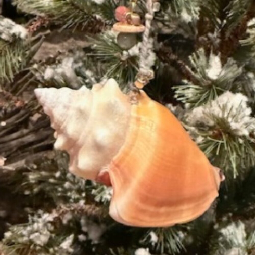 NATURAL FIGHTING CONCH SEA SHELL 'REAL' ORNAMENT  3.25" L  Sanibel * Captiva Is.